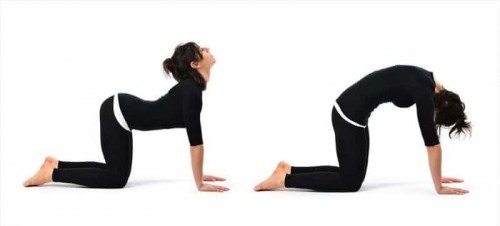 7 bài khởi động trước khi tập yoga làm nóng cơ thể hiệu quả nhất