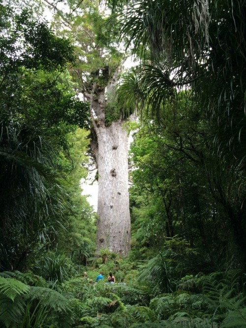 10 cây cổ thụ khổng lồ nhất thế giới