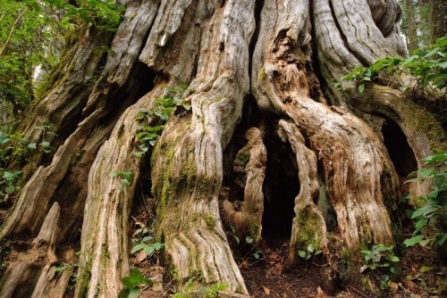 10 cây cổ thụ khổng lồ nhất thế giới