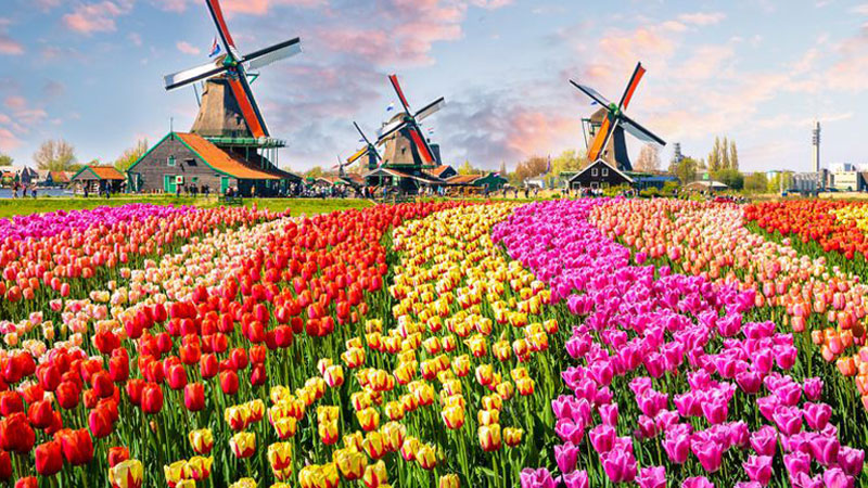 Kinh nghiệm du lịch Hà Lan bạn cần biết!