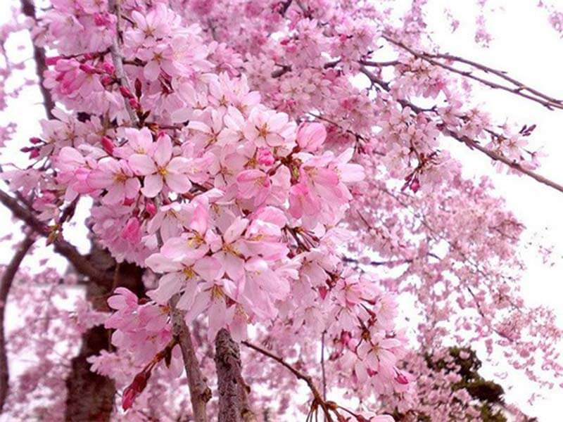 Du lịch Nhật Bản - Tham gia lễ hội hoa anh đào tuyệt đẹp tại Hanami