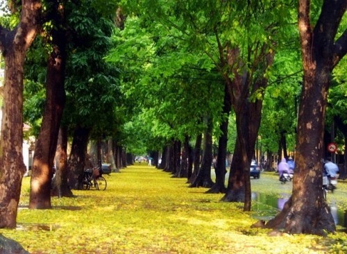 12 Con đường đẹp nhất ở Hà Nội để bạn đi lượn