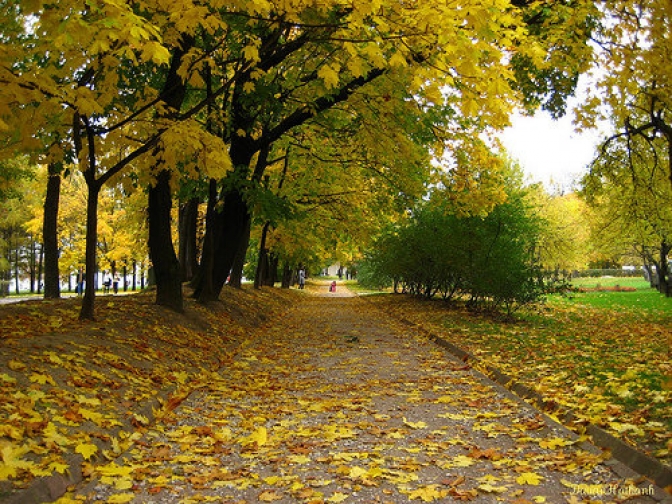 vẻ đẹp mùa thu hà nội lá vàng - lá đỏ trải dài khắp phố phường