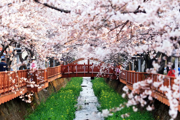 Tại sao du lịch Hàn Quốc vào mùa Xuân mà không phải mùa khác?