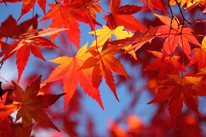 mùa thu lá đỏ nhật bản có gì để check-in?