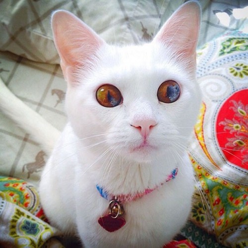 10 Bé mèo có mắt hai màu đáng yêu nhất thế giới