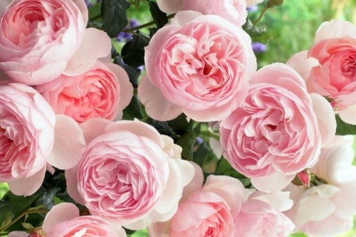 10 lợi ích của hoa hồng dành cho phái đẹp