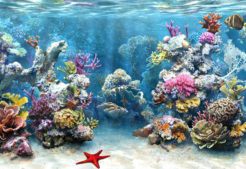 đi du lịch nha trang dịp lễ 2/9 khám phá những rạn san hô tuyệt đẹp