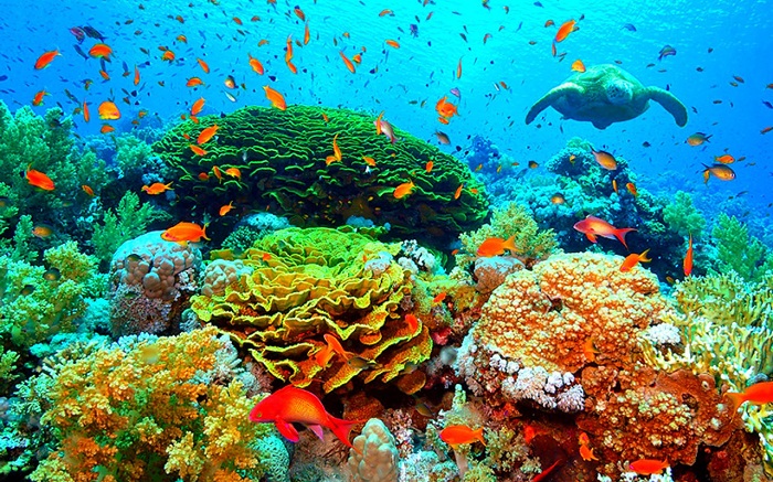 đi du lịch nha trang dịp lễ 2/9 khám phá những rạn san hô tuyệt đẹp