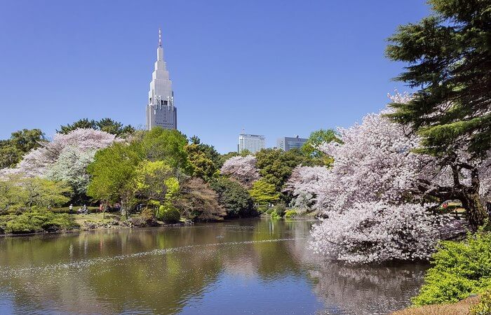 Du lịch Nhật Bản ngắm hoa anh đào ở đâu?