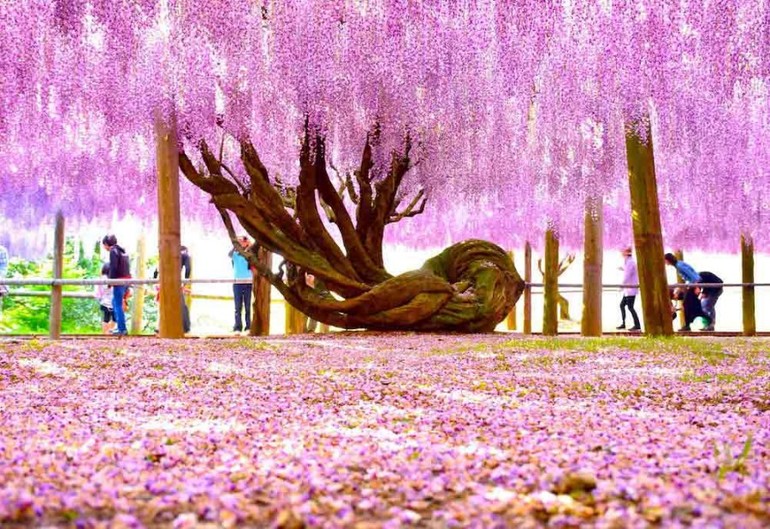 Japan in the season of wisteria, the most beautiful and romantic flower in the world
