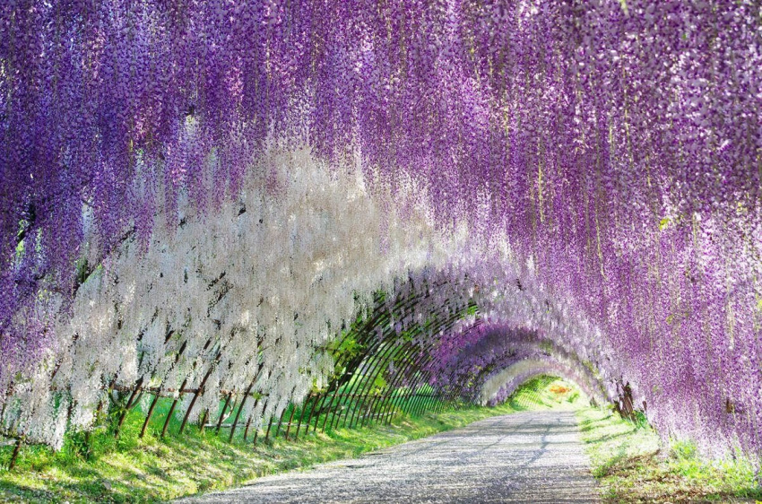 flower behind death, japanese wisteria, wisteria paradise, japan in the season of wisteria, the most beautiful and romantic flower in the world