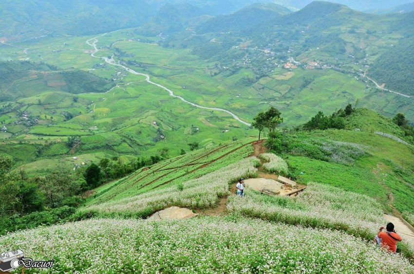 beautiful tourist spot, flowers triangular circuit, travel experience, weekend travel, year-end travel, ‘pocket’ coordinates of 3 romantic buckwheat flower hills in the middle of the mountain town