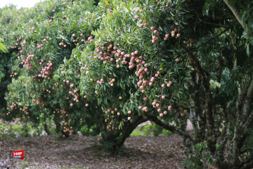 As unforgettable as Thanh Ha lychee, eaten right in the garden in the right harvest season