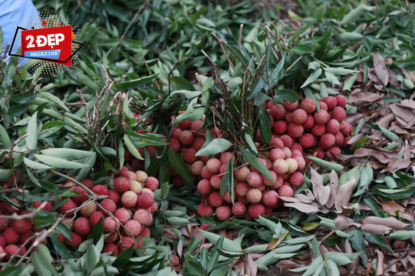 lychee, lychee garden, marine fabric, some characteristics, thanh ha lychee, as unforgettable as thanh ha lychee, eaten right in the garden in the right harvest season