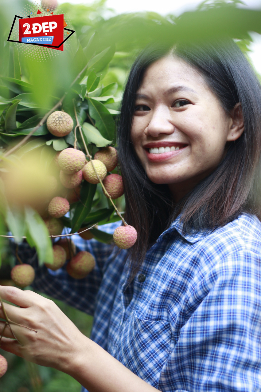 lychee, lychee garden, marine fabric, some characteristics, thanh ha lychee, as unforgettable as thanh ha lychee, eaten right in the garden in the right harvest season