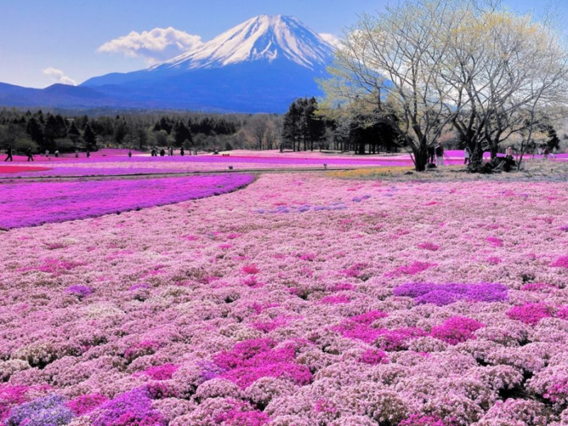 Be amazed by the field of 4.5 million pollen flowers in a Japanese park