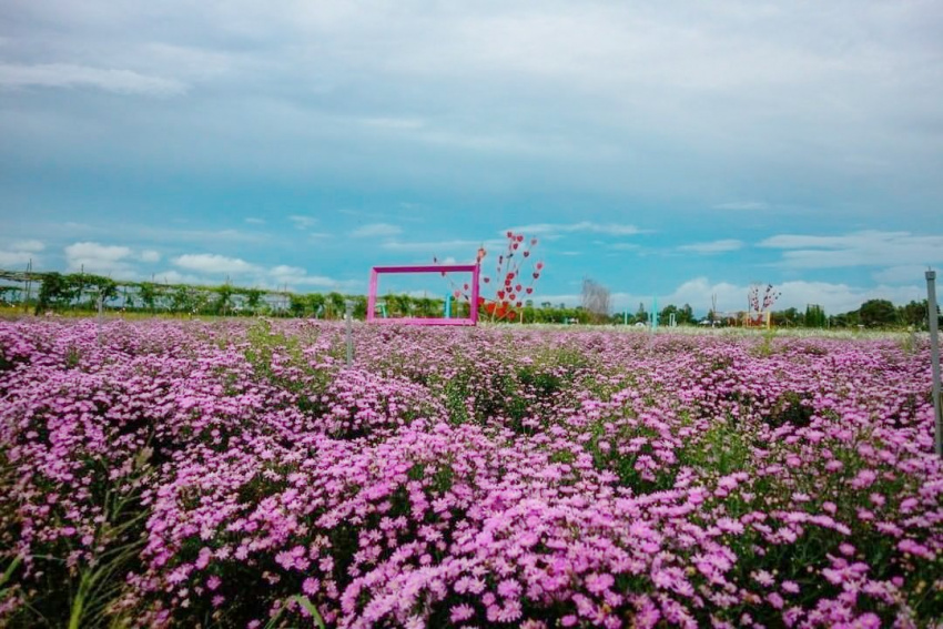 an giang tourism, thien anh flower field, western travel, thien anh flower field, a beautiful tourist destination should visit in an giang