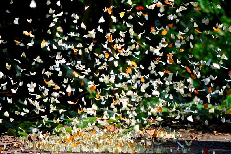 Where to go on holiday April 30 – May 1: Come to Cuc Phuong National Park to hunt butterflies