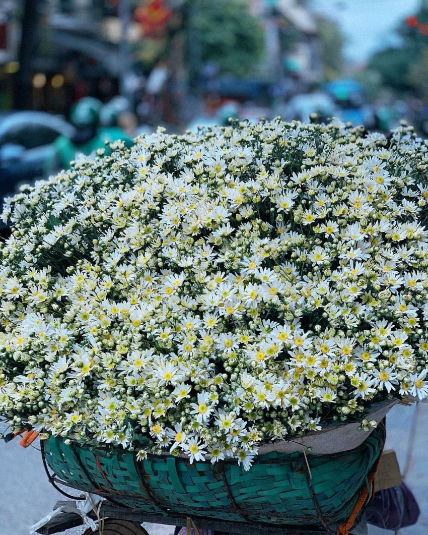 The chrysanthemum season has come, where is the best place to take pictures of daisies in Hanoi?