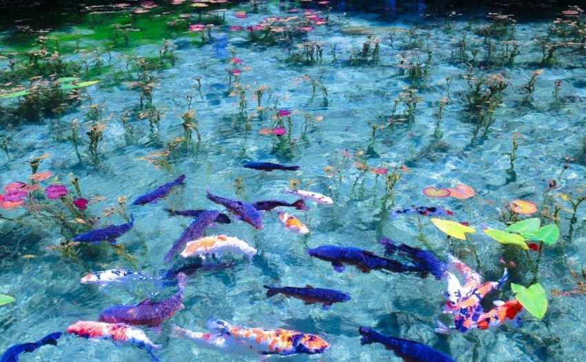 monet's pond, from an abandoned pond to a picturesque japanese destination