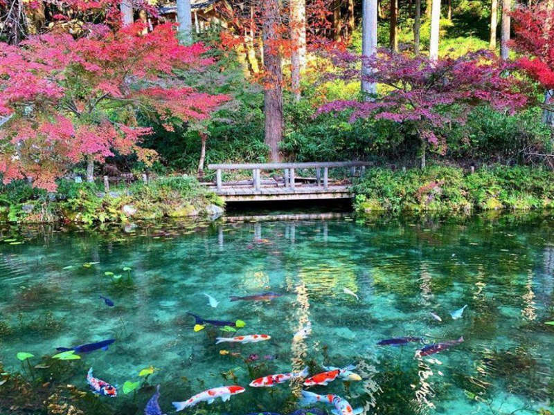 monet's pond, from an abandoned pond to a picturesque japanese destination
