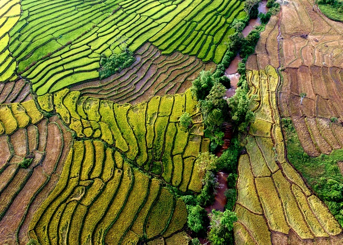 Not only the Northwest, the Central Highlands also have beautiful terraced fields here!