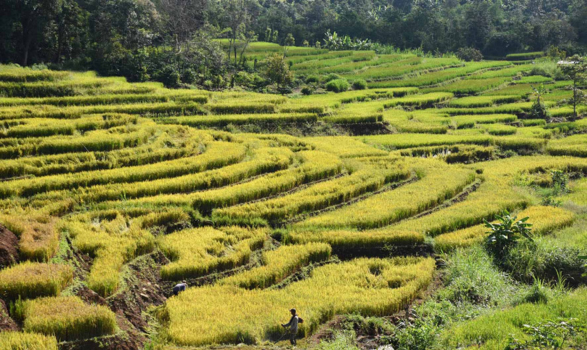 terraces, not only the northwest, the central highlands also have beautiful terraced fields here!