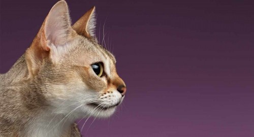 10 giống mèo thông minh nhất thế giới