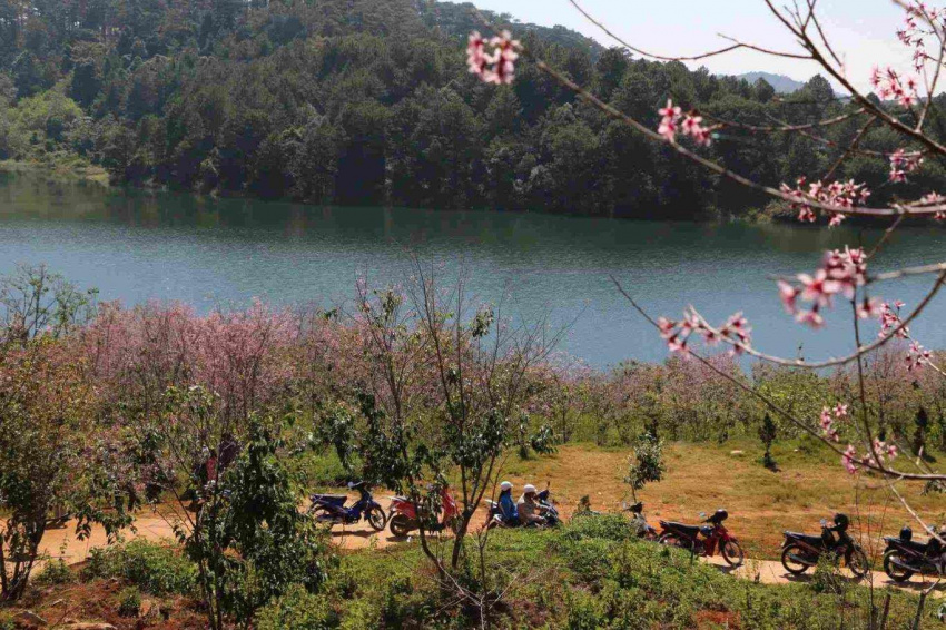 apricot cherry, visit dalat, year-end travel, traveling to dalat in december, remember to visit these 5 beautiful cherry blossom roads
