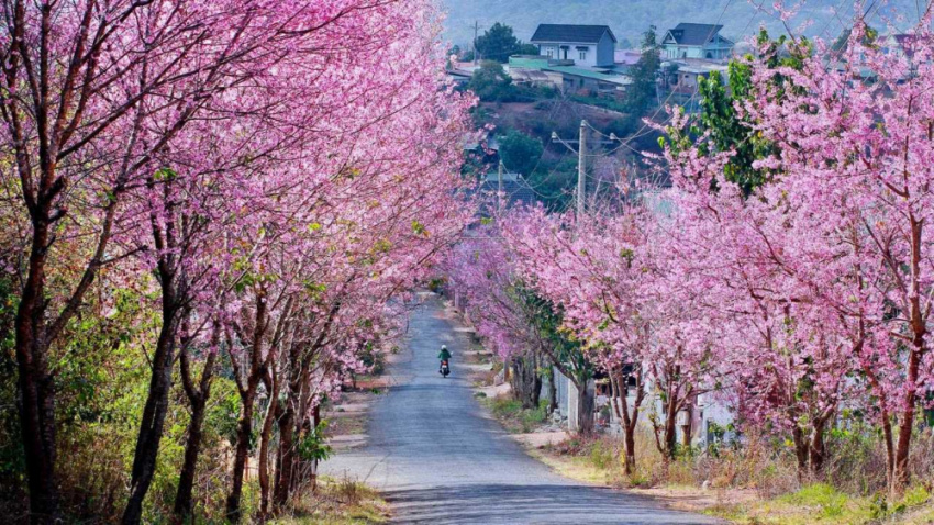 apricot cherry, visit dalat, year-end travel, traveling to dalat in december, remember to visit these 5 beautiful cherry blossom roads