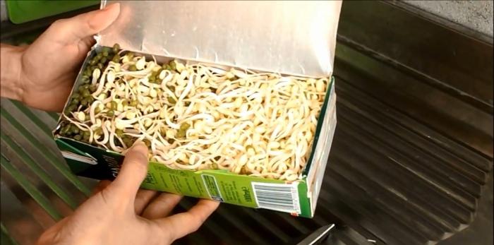 4 very simple ways to make bean sprouts with household items