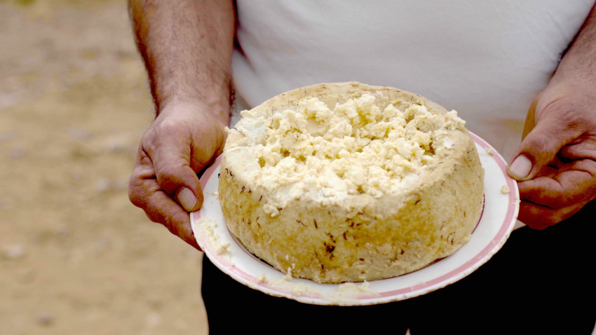 casu marzu, cheese with maggots, dangerous cheese, maggot-infested cheese, cheese is full of maggots, very strong smell but still many people love it