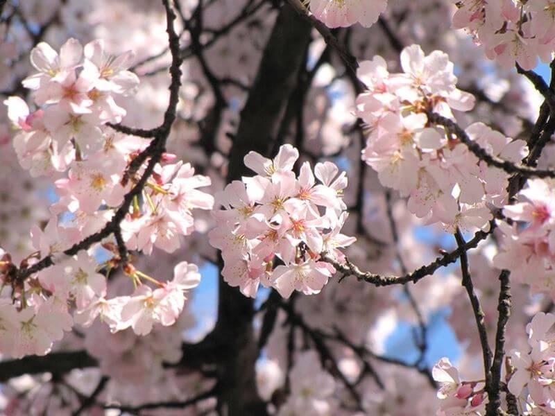 Hoa anh đào - Biểu tượng thu hút khách du lịch đến Nhật Bản