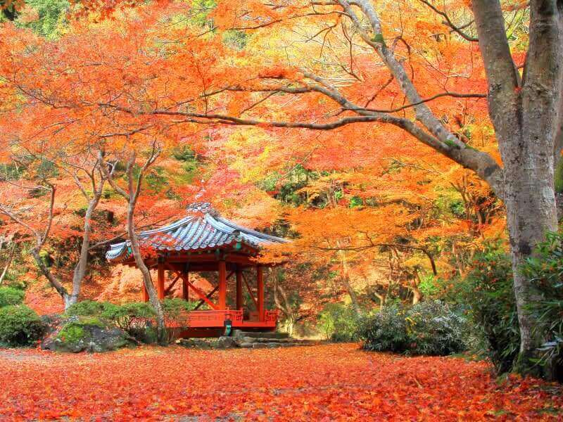 địa điểm du lịch nhật bản ngắm lá phong đỏ vào mùa thu