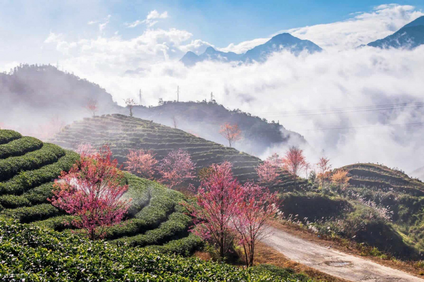 oolong tea hill, travel to sapa, go to sa pa to see the dreamlike scenery when the cherry blossoms in the o long tea hill bloom