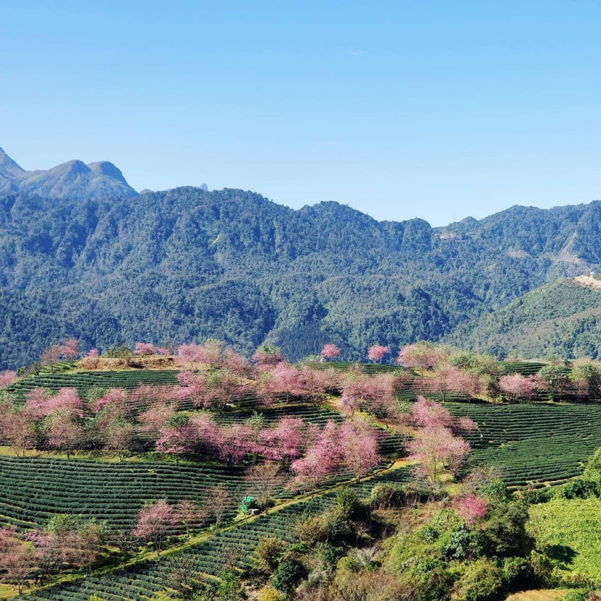 oolong tea hill, travel to sapa, go to sa pa to see the dreamlike scenery when the cherry blossoms in the o long tea hill bloom