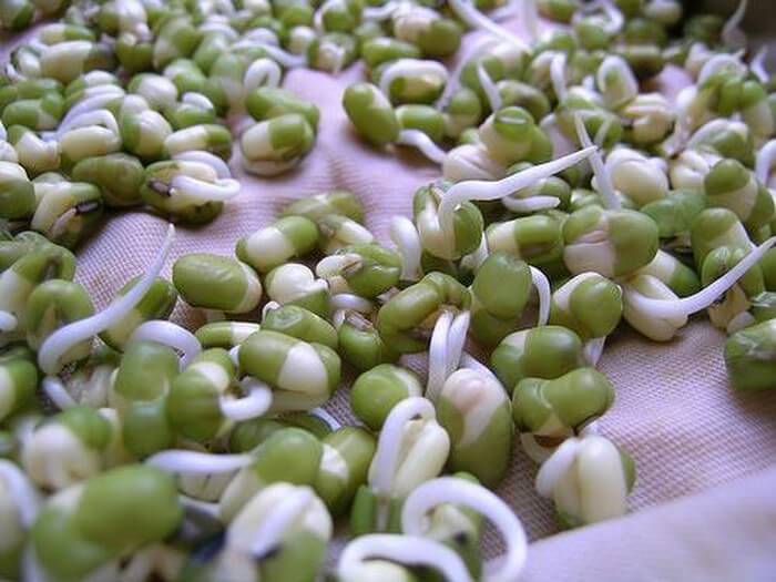 grow bean sprouts, smart cooking tips, the secret to growing white, fat and low-rooted bean sprouts everyone should know