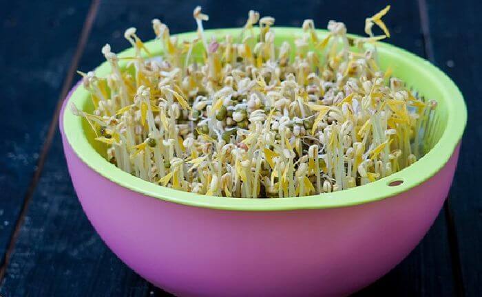grow bean sprouts, smart cooking tips, the secret to growing white, fat and low-rooted bean sprouts everyone should know