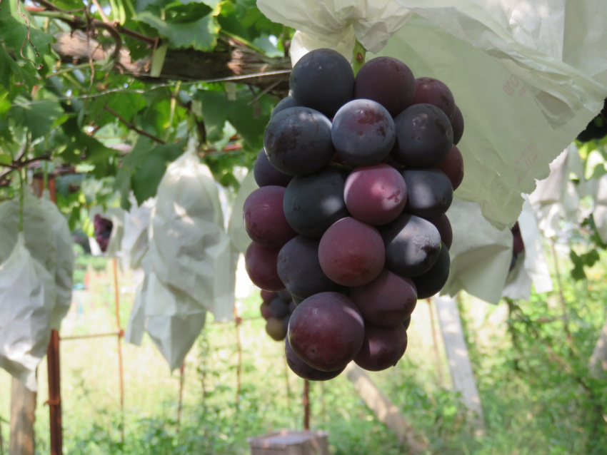 grapes, op 5 most expensive grapes on the planet, the super rich compete to buy and taste