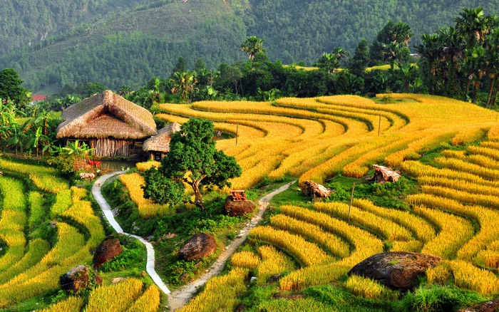 Mùa vàng Yên Bái khiến du khách say mê với những cánh đồng lúa chín