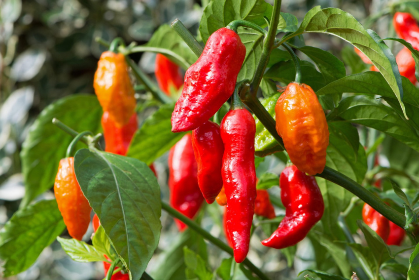 chili, chili in the world, hot peppers, around the world discovering the spiciness of famous chilis