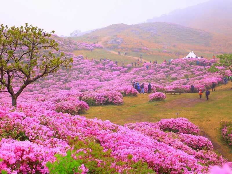 Những lý do du khách phải du lịch Hàn Quốc vào mùa xuân