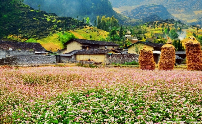 Top 10 điểm đến ngắm hoa tam giác mạch nổi tiếng nhất vùng Đông Bắc