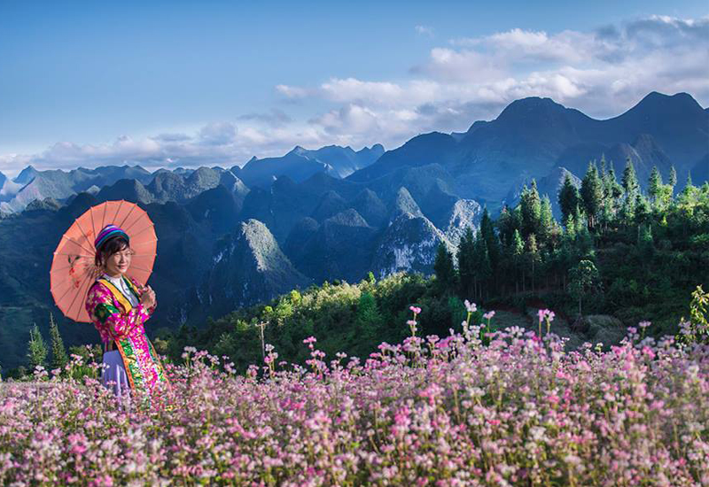 top 10 điểm đến ngắm hoa tam giác mạch nổi tiếng nhất vùng đông bắc