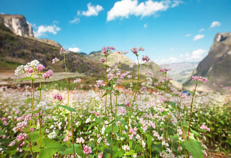 top 10 điểm đến ngắm hoa tam giác mạch nổi tiếng nhất vùng đông bắc