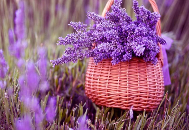 du khách ngỡ ngàng trước vẻ đẹp khu du lịch lavender đà lạt