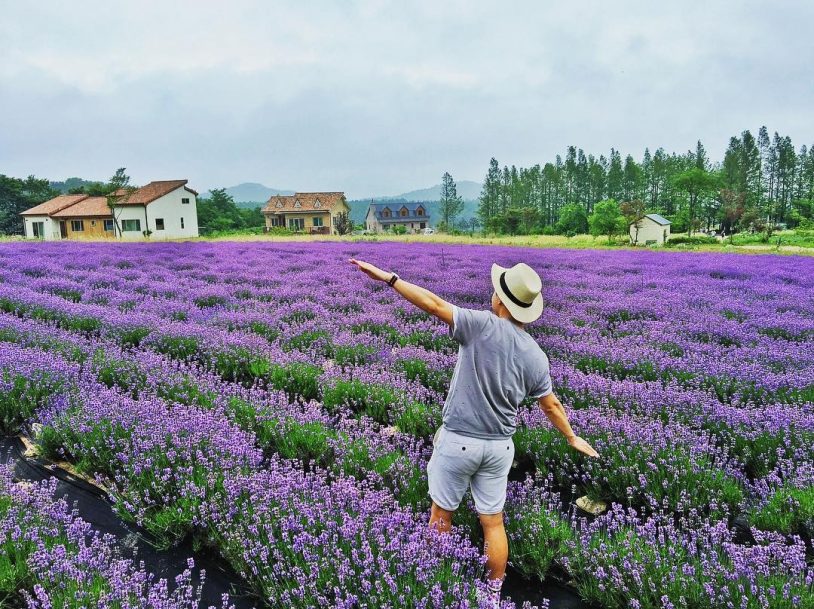du khách ngỡ ngàng trước vẻ đẹp khu du lịch lavender đà lạt