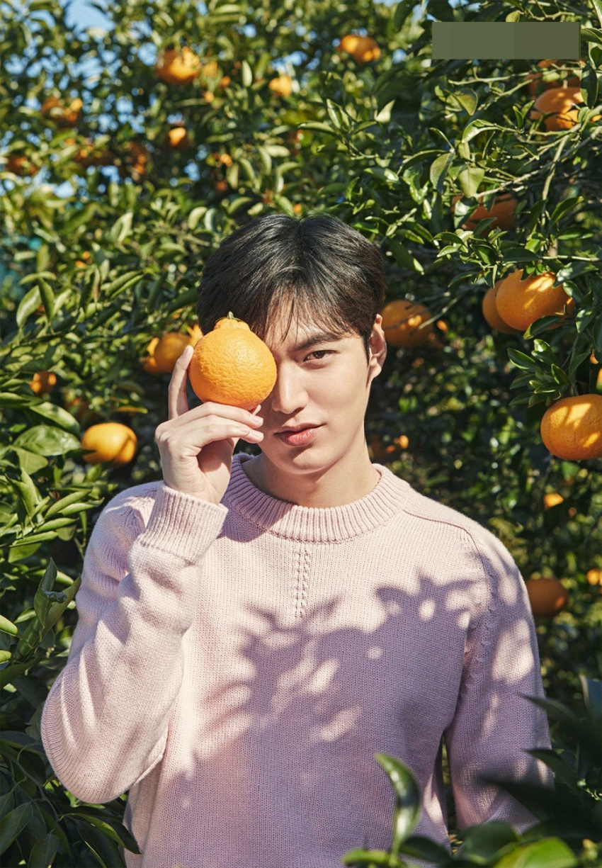 hallabong tangerines, hallabong tangerine, the fruit is considered the national treasure of korea
