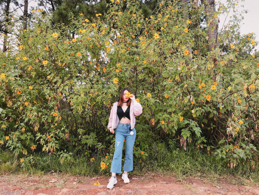 visit dalat, wild sunflowers, winter travel, year-end travel, locating the most beautiful wild sunflower hunting routes in dalat